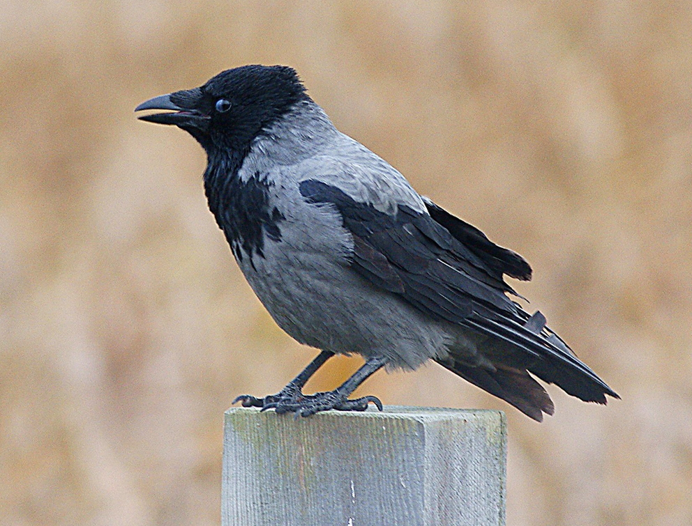 Naturreservat Onsala